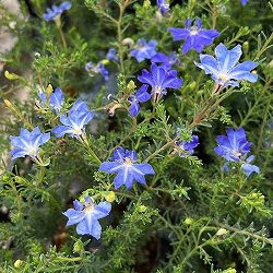 初恋草（ハツコイソウ・レケナウルティア）：アキアオ（秋青）3号ポット 6株セット