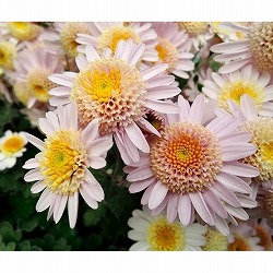 フローズンマム：イエローピンク3号ポット*