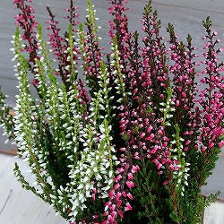 カルーナ:ガーデンガールズ2色植え3号ポット(花色見計らい) 12ポットセット)