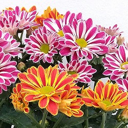 ポットマム（菊）：アーティスティックアーミン2色寄せ5号鉢植え 6個セット