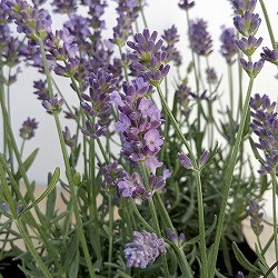 ラベンダー：ブリティッシュレイラブルー3号ポット