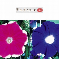 アサガオ：デュオ大輪朝顔（複色×紫）3号ポット