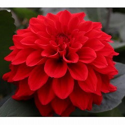 [26年3月中下旬予約]ダリアの球根：（中大輪）アルマルビー1球