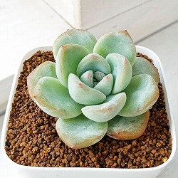 エケベリア：アマビレ　2.5号ポット