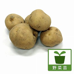[27年1月中下旬予約]ジャガイモの種いも：男爵薯（ダンシャク）2球