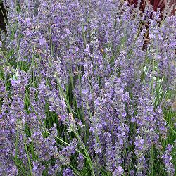 イングリッシュラベンダー：マンステッド3号ポット