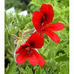 ニオイゼラニウム：オールドスカーレットユニーク3号ポット