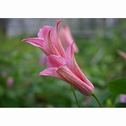 クレマチス：ダッチェスオブアルバニー3.5号ロングポット(テキセンシス系)