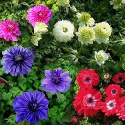 アネモネ：凛々花（リリカ）4色8株セット