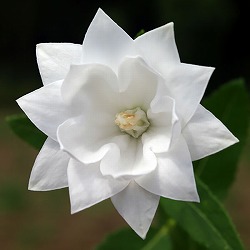 [26年6月中下旬予約]おもてなしキキョウ(桔梗）：三重系しろ4号ポット（高性）