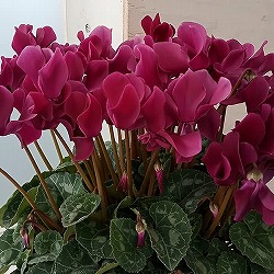 シクラメン：チモ シスターズボジョレー4号鉢植え