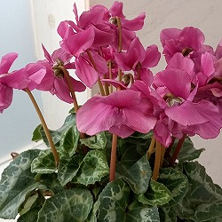 シクラメン：チモ ボジョレー4号鉢植え