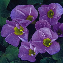 オキザリス：バリアビリス　ラベンダー3.5号ポット