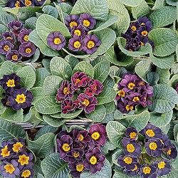 プリムラ：ジュリアン　アンティークブラック3.5号ポット