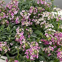 アリッサム：シェリピンク2.5号ロング-3.5号ポット 3株セット