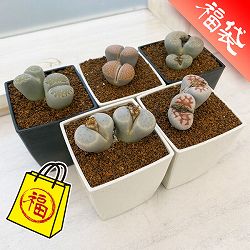 リトープス　3号　お得な 5株セット