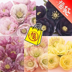 クリスマスローズ：松村ナーセリーさんのダブル5種セットB