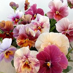 ビオラ：エボルべ3.5号ポット 3株セット