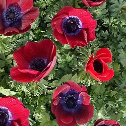 アネモネ【極-KIWAMI-】：ポルト チョコレート3.5号ロングポット 6株セット