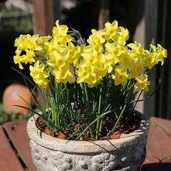 [26年2月中下旬予約]水仙：サブローサ2-4球植え3号ポット