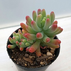 多肉植物：セダム：乙女心（おとめごころ）2号 5株セット