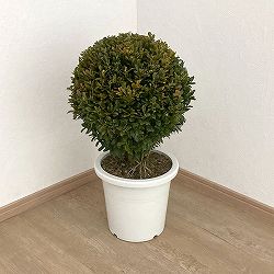 ツゲ：ウインタージェム玉仕立て8号鉢植え*