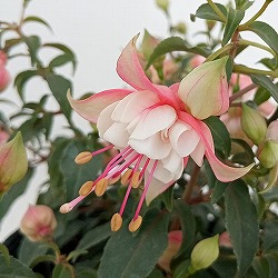 フクシア(ホクシア）：ジョリーズラグランデ　ジュランゴン5.5号ポット