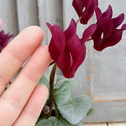 シクラメン（ミニ）：白銀の世界（ボルドー系）3号ポット