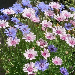 [26年2月中下旬予約]フェリシア：スプリングメルヘン花色おまかせ3号ポット