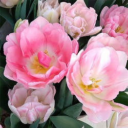 チューリップ：フォックストロット4号鉢植え