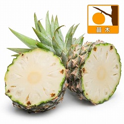 ホワイトパイナップル：シュガーローフ3.5号ポット