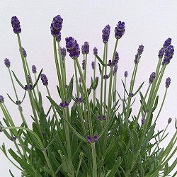 イングリッシュラベンダー：早咲き3号（早咲濃紫3号）3号ポット
