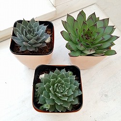ブラックミニ  センペルビウム 抜き苗 センペルビブム ブラックミニ Sempervivum 'Black Mini'｜多肉