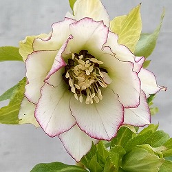 園芸ネット本店｜若泉ファームさんのクリスマスローズ：シャルウィ