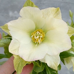 クリスマスローズ 若泉ファーム シャルウィダンス 株分け① クリスマスローズ 若泉ファーム シャルウィダンス 株分け① 園芸ネット