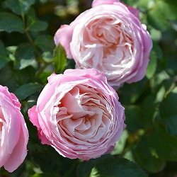 （開花予定株）ロサ・オリエンティス：ピルエット6号角鉢植え*