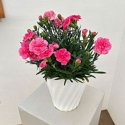 カーネーション：サキーネ応援花・まる5号鉢入り
