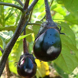 [送料無料][26年4月下旬予約]なにわ野菜：ナス：泉州水なす自根苗3号ポット 24株セット