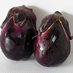 [送料無料][26年4月下旬予約]越後野菜：ナス：長岡梨なす自根苗3号ポット 24株セット