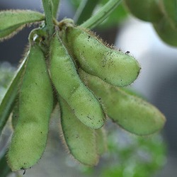 [送料無料][26年4月下旬予約]会津野菜：枝豆：香り枝豆自根苗3号ポット苗 24株セット