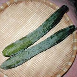 [26年4月下旬予約]京野菜：キュウリ：聖護院きゅうり自根苗3号ポット 12株セット