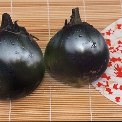 [送料無料][26年4月下旬予約]京野菜：ナス：加茂なす自根苗3号ポット 24株セット