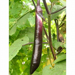 [送料無料][26年4月下旬予約]九州野菜：ナス：博多大長なす3.号ポット 24株セット