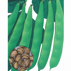 [26年4月下旬予約]信州野菜：インゲン：穂高いんげん自根苗3号ポット苗 6株セット