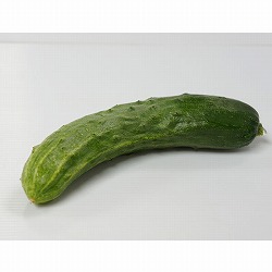 [送料無料][26年4月下旬予約]信州野菜：キュウリ：八町きゅうり自根苗3号ポット 24株セット