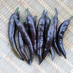 大和野菜：トウガラシ（唐辛子）：紫とうがらし自根苗3号ポット 6株セット