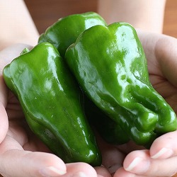 [送料無料]●[26年4月下旬予約]土佐野菜：ピーマン：土佐ピーマン自根苗3号ポット 24株セット