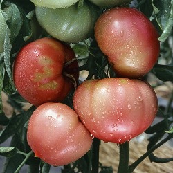 [26年4月下旬予約]尾張野菜：トマト：愛知ファーストトマト自根苗3号ポット 6株セット