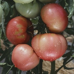 [送料無料][26年4月下旬予約]尾張野菜：トマト：愛知ファーストトマト自根苗3号ポット 24株セット