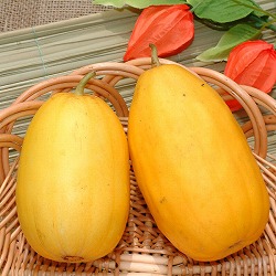 [26年4月下旬予約]尾張野菜：マクワウリ：金俵まくわうり自根苗3号ポット 12株セット